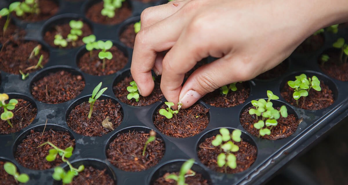 Services Horticulturist Seeding Plants