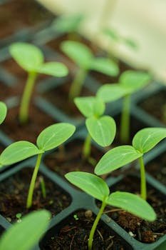 pexels photo 32873207 32873207 Fresh green seedlings growing in a nursery tray, symbolizing new growth and plants.